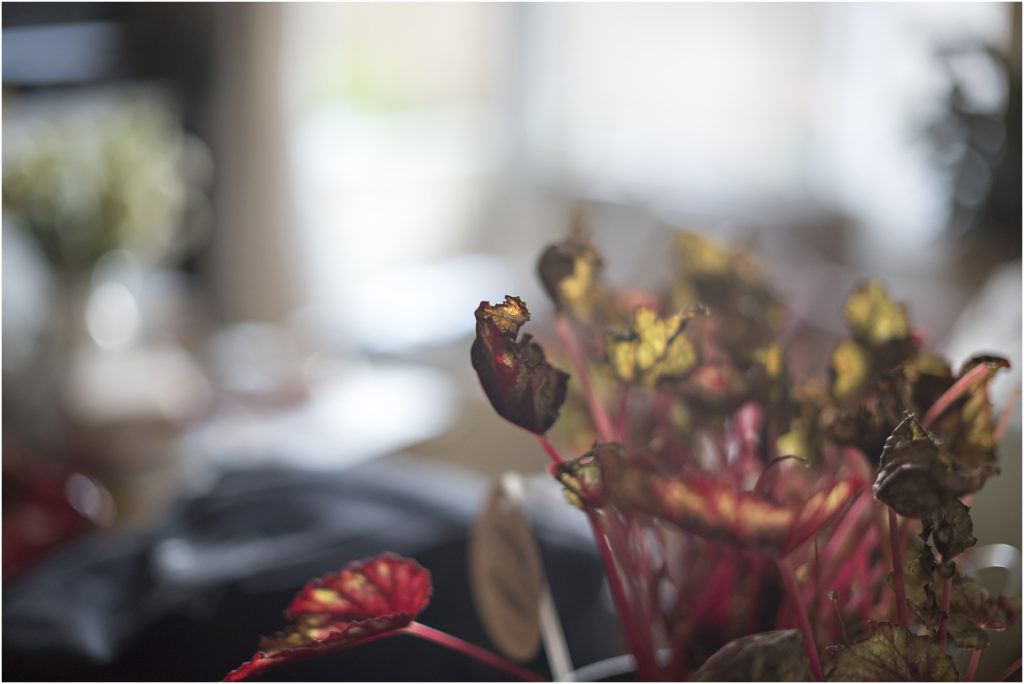 Angie Duncan Photography - A day in YOUR life